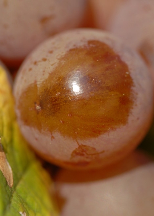 Traminer ANT 1146